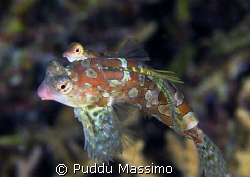 dragonet in love,nikon d2x 60mm macro by Puddu Massimo 
